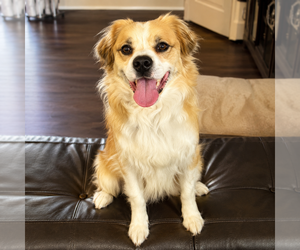 Australian Shepherd Dogs for adoption in Dallas, TX, USA