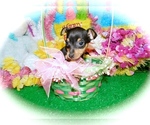 Small Photo #5 American Rat Pinscher Puppy For Sale in HAMMOND, IN, USA