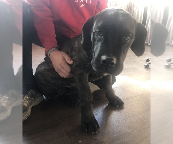 Medium Photo #5 Mastiff Puppy For Sale in BRANTLEY, AL, USA