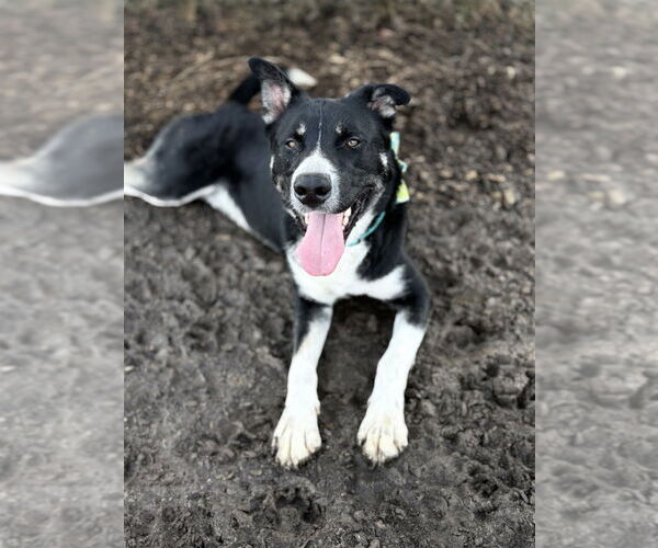 Medium Photo #6 American Pit Bull Terrier-Huskies  Mix Puppy For Sale in Evansville, IN, USA