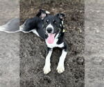 Small #5 American Pit Bull Terrier-Huskies  Mix
