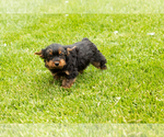 Small #6 Yorkshire Terrier