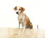 Small #1 Mutt