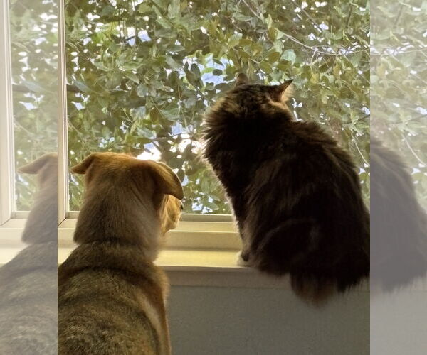 Medium Photo #5 Gerberian Shepsky Puppy For Sale in Davis, CA, USA