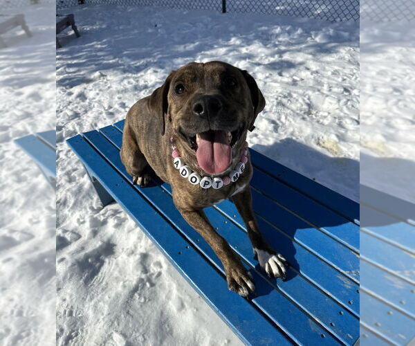 Medium Photo #3 Boxer-Unknown Mix Puppy For Sale in Evansville, IN, USA