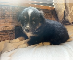 Australian Shepherd Puppy for sale in DRUMMONDS, TN, USA