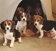 Small Photo #14 Beagle Puppy For Sale in EL CAJON, CA, USA