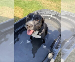 DAKOTA - Male American Pit Bull Terrier-Unknown Mix Dog for Adoption - Photo #2