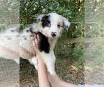 Puppy Storm Australian Shepherd