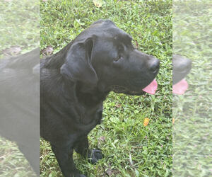 Father of the Labrador Retriever puppies born on 02/19/2026