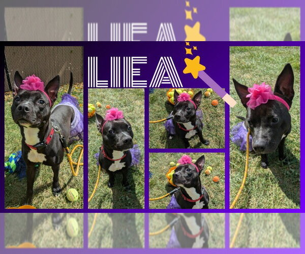 Medium Photo #2 Boston Terrier-Unknown Mix Puppy For Sale in Richmond, IN, USA