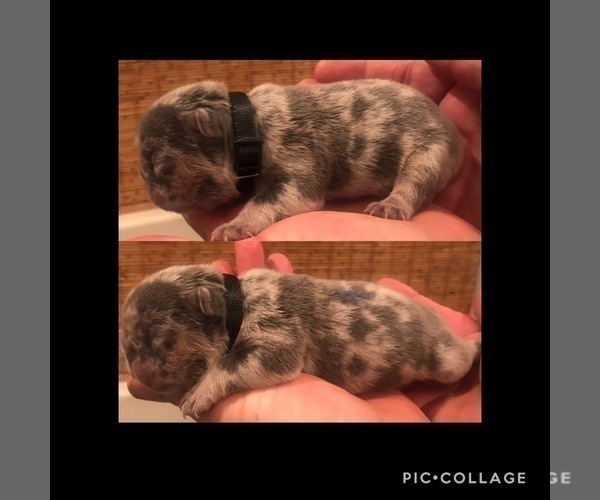 Medium Photo #4 French Bulldog Puppy For Sale in PLACERVILLE, CA, USA