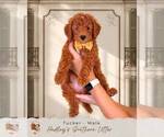 Puppy 6 Goldendoodle (Miniature)
