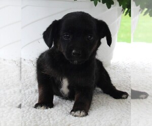 Poodle (Standard)-Rat Terrier Mix Puppy for sale in FREDERICKSBURG, OH, USA
