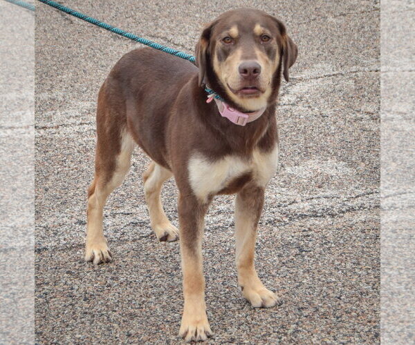 Medium Photo #4 Labrottie Puppy For Sale in Huntley, IL, USA