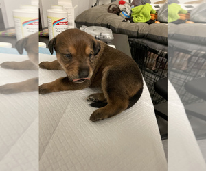 Doberman Pinscher-Wolf Hybrid Mix Puppy for sale in ALAFAYA, FL, USA