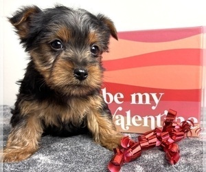 Yorkshire Terrier Puppy for sale in INDIANAPOLIS, IN, USA