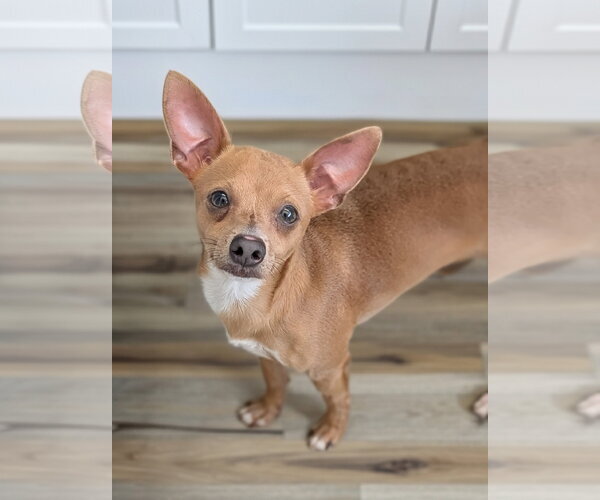 Medium Photo #2 Italian Greyhuahua Puppy For Sale in Oakhurst, NJ, USA