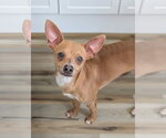 Small #1 Italian Greyhuahua