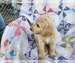 Puppy cream Labradoodle