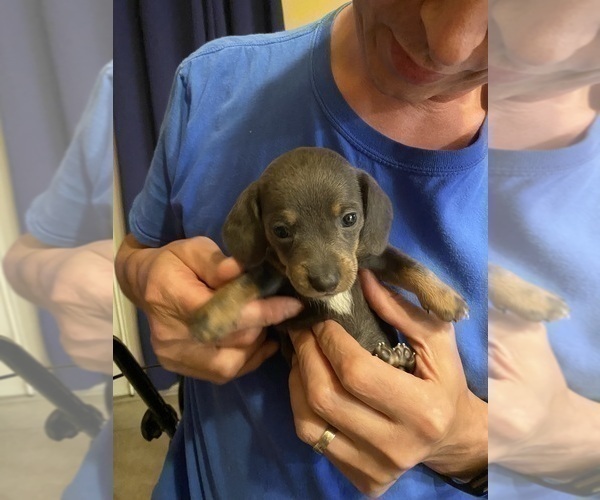 Medium Photo #30 Dachshund Puppy For Sale in LUBBOCK, TX, USA