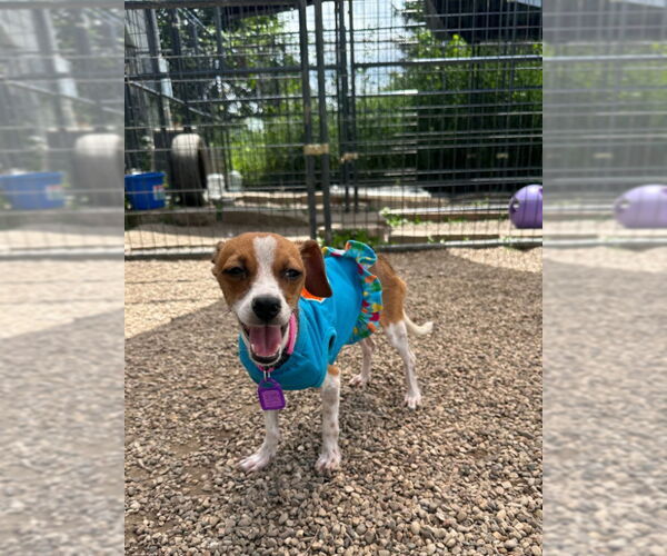 Medium Photo #2 Chihuahua Puppy For Sale in Mukwonago, WI, USA