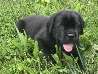 Cane Corso Puppy for sale in WHITEFORD, MD, USA