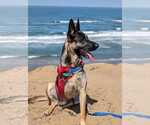Small #10 German Shepherd Dog Mix