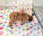 Small #4 Cock-A-Poo-Poodle (Miniature) Mix