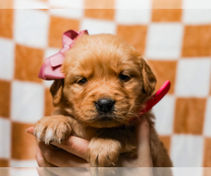 Golden Retriever Puppy for sale in LIBERTY, KY, USA