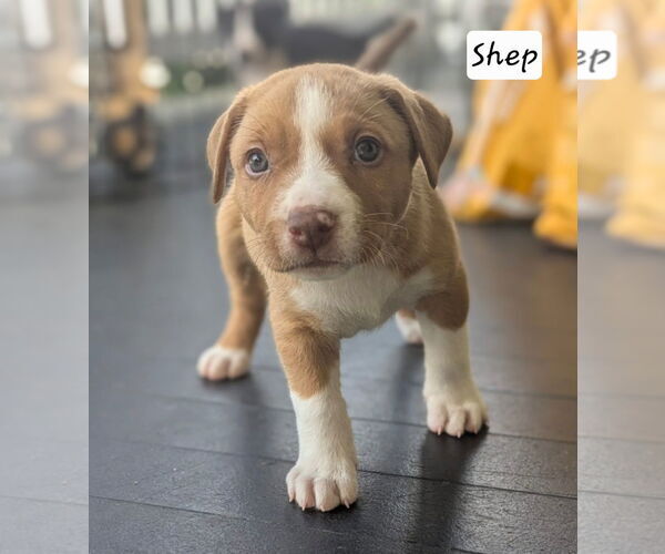 Medium Photo #3 Labrador Retriever-Unknown Mix Puppy For Sale in Chester, VA, USA