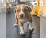 Small #2 Labrador Retriever Mix