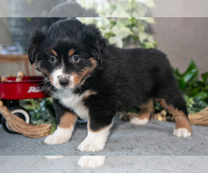 Medium Miniature Australian Shepherd