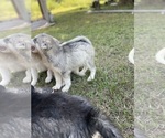Small #30 Siberian Husky