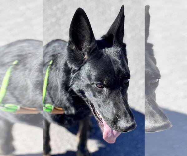 Medium Photo #3 German Shepherd Dog-Unknown Mix Puppy For Sale in Incline Village, NV, USA