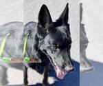 Small #2 German Shepherd Dog Mix