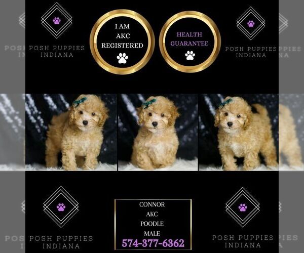 Medium Photo #6 Poodle (Toy) Puppy For Sale in WARSAW, IN, USA