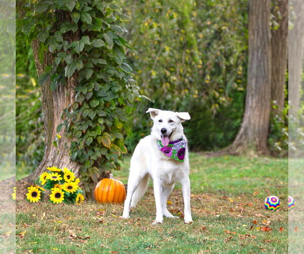 Medium Photo #9 Labrenees Puppy For Sale in Unionville, PA, USA