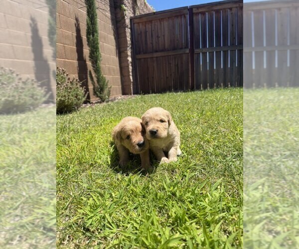 Medium Photo #13 Golden Retriever Puppy For Sale in SACRAMENTO, CA, USA