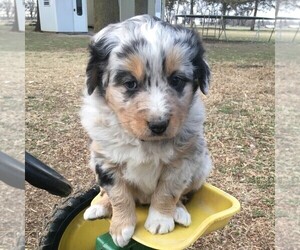 Australian Shepherd Puppy for sale in HAVEN, KS, USA