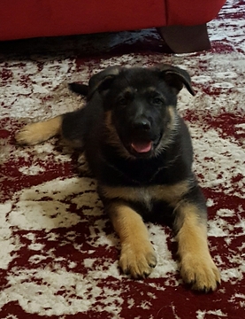 Medium Photo #1 German Shepherd Dog Puppy For Sale in NEWALLA, OK, USA