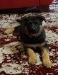 Small Photo #1 German Shepherd Dog Puppy For Sale in NEWALLA, OK, USA