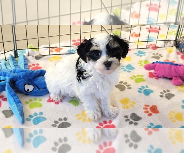 Medium Photo #5 Havanese Puppy For Sale in ORO VALLEY, AZ, USA