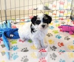 Small #4 Havanese