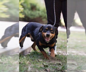 Rottweiler-Unknown Mix Dogs for adoption in Belleville, IL, USA