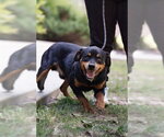 D218-26 - Male Rottweiler-Unknown Mix Dog for Adoption - Small photo