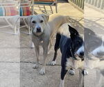 Small #6 Labrador Retriever Mix