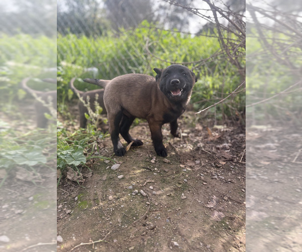 Medium Photo #23 Belgian Malinois Puppy For Sale in DIXON, CA, USA