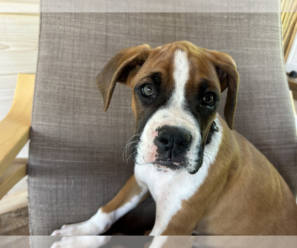 Medium Photo #25 Boxer Puppy For Sale in STRUM, WI, USA