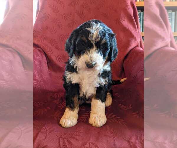 Medium Photo #1 Bernedoodle Puppy For Sale in ELKTON, VA, USA